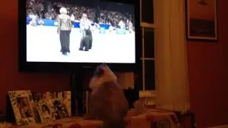 Cat watches Westminster Dog Show