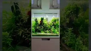 Cleaning the nano aquarium for my betta fish #nanoaquarium #nanotank #bettafish #plantedaquarium