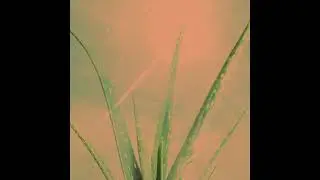 Some Sprouts - Aloe Vera (Clear My Mind) (Official Audio)