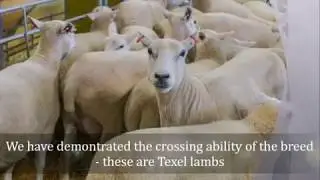NSA Scot Sheep - Lleyn Sheep Society Reminisce