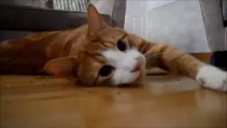 Oscar and the Catnip Kicker