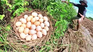 Oh Oh! amazing farmer pick a lot of duck eggs under the grass ln the rice field by hand luck 