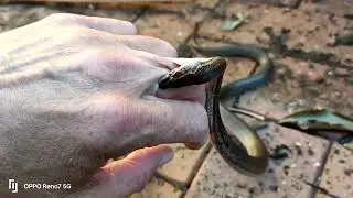 Serpente della casa marrone in modalit&agrave; ultra difesa
