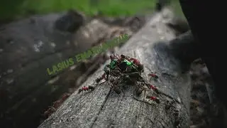 JE vous pr&eacute;sente MES 2 REINES LASIUS EMARGINATUS !!