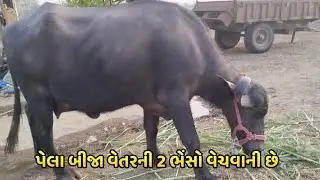 પેલા બીજા વેતરની 2 ભેંસો વેચવાની છે | Baffalo selling in low budget Gujarat | @mayur9555 