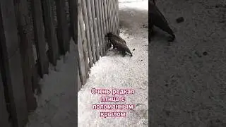 Редкая краснокнижная птица просит о помощи. #казахстан #природа