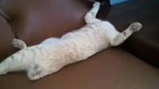 6 Arti Mimpi Melihat Kucing Tanpa Kepala Menurut Primbon Jawa