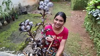 craft/ചിരട്ട കൊണ്ട് ഒരു പൂച്ചെടി ഉണ്ടാക്കാം /coconut shell craft