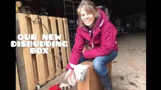 Our New Disbudding Box