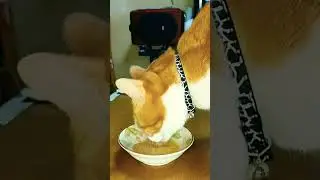 哀愁のチュール/Liquid snack of sadness🐱(Sibelius)