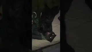 Ну чё вылупился?!