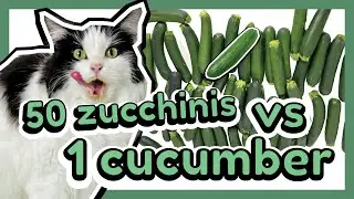 Mauri the Cucumber Cat Identifying A Cucumber Among 50 Zucchinis