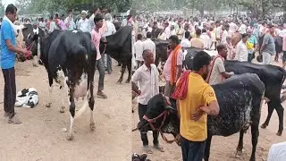 🙏 अभी ऐनखां पशु मंडी में किस कीमत में दुधारू गाय मिल रही हैं।। Ainkhao mela।। Cow videos।। Cow