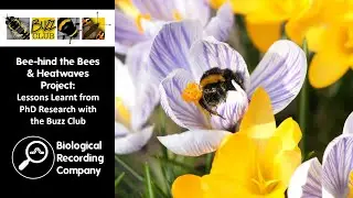 Bee-hind the Bees and Heatwaves Project: Lessons Learnt from PhD Research with the Buzz Club