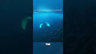 🤯 Orcas: Masters of the Fish Tornado? 🌪️ Their Cooperative Hunting Will Amaze You!