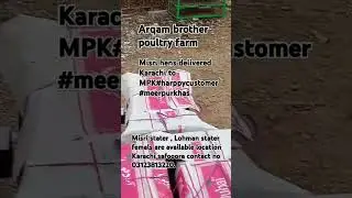 Misri delivered today Karachi to MPK#chicken #chickenfarm #goldenmisrihenfarminginpakistan #karachi