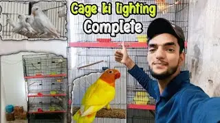 Birds k cages mai Lights laga de 😍