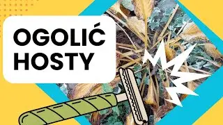 Czas ogolić hosty. Czyli jak przygotować funkie do zimy