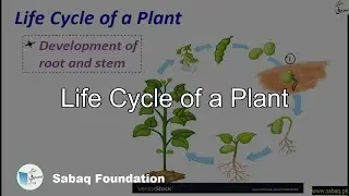 Life Cycle of a Plant, General Science Lecture | Sabaq.pk