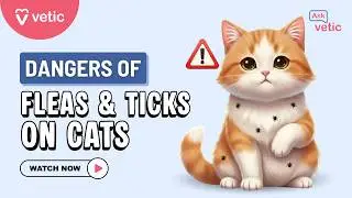 Tick & Flea-Borne Diseases in Cats: Signs, Risks, and Prevention | Ask Vetic