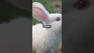 Top 10 Fascinating Facts About Rabbits!🤩🤩 #facts #animals