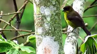 Dusky-headed Brush-finch (Atlapetes fuscoolivaceus) El Encanto Reserva Ecoturistica