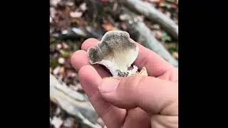A guide to turkey tail mushrooms!
