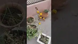 My house mini garden tour.