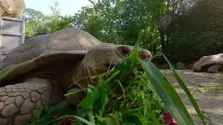 HUGE African Spurred Tortoise (Centrochelys Sulcata)