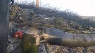 Coppicing Sweet Chestnut
