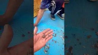Как это работает? Выпускаем на волю гребешка! Маленький гребешочек😇 #sea #scallops #mini #fishing
