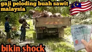 gaji peloding buah sawit MALAYSIA ⁉️ sangat sesuai