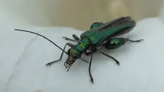 Swollen-thighed beetle - Thick-legged flower beetle -  Oedemera nobilis