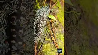LAGARTA VENENOSA #curiosidades #lagartas #lonomia #animals #animaiscuriosos