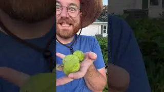 Wait for my face at the end😂🙈 Stay tuned for Maypop Jam! #maypop #nativegardening #foodforest