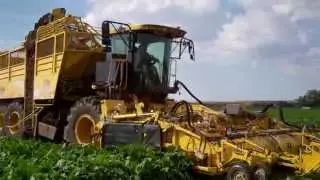 ROPA harvester makes quick work of sugar beet rows