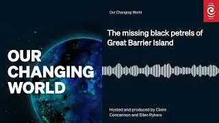 The missing black petrels of Great Barrier Island | Our Changing World | RNZ