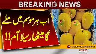 Sweet & Juicy Mangoes Now Available All Year Round | Breaking News | Pakistan News
