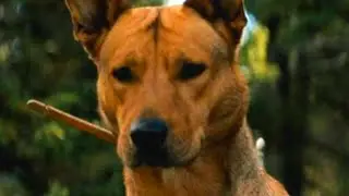 The Inspiration Behind Prey's Dog Sarii Makes Too Much Sense