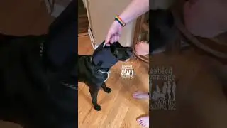 Step 2 Teaching Your Dog to Accept Ear Protection