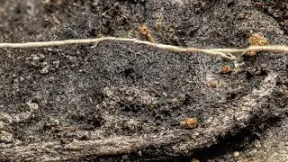 Satisfying Macro. Everyday Objects In Macro - Close-up - Zoom - COCONUT - FRUITS