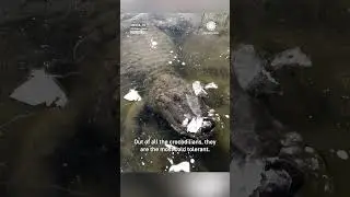 Alligator Freezes in Ice During 