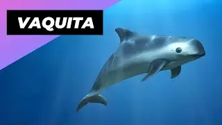 Vaquita 🐬 The Smallest & Rarest Marine Mammal!