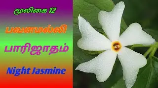 பவளமல்லி|பாரிஜாதம்|Nyctanthes Arbor Tristis|Pavalamalli|Parijatham|Alasal herbal|அலசல் மூலிகை