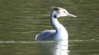 カンムリカイツブリ (Podiceps  Cristatus)