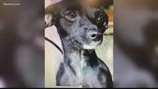Dog stolen from Perry, Georgia animal rescue returned, adopted shortly after