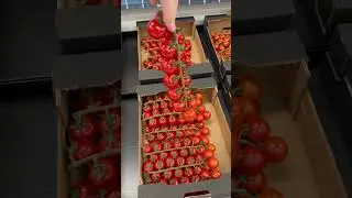 ДРК564 и Queenita ❤️❤️от De Ruiter