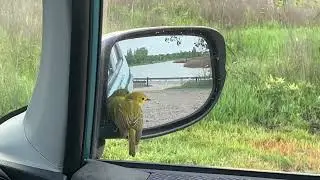 YellowWarbler BluegrassFWA 5 9 24 1