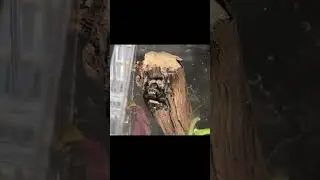Tarantula Cribs Unboxing & Bioactive Phidippus regius Build (Pt.1)!!!