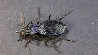 CARABUS VIOLACEUS. PILLOLE DI ENTOMOLOGIA MATESINA.